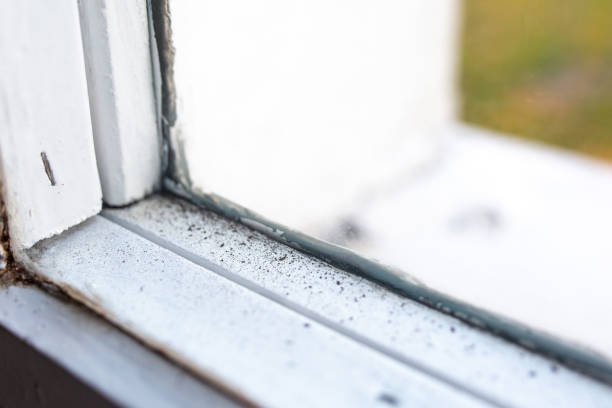 Best Post-Construction Mold Inspection  in Port Royal, SC