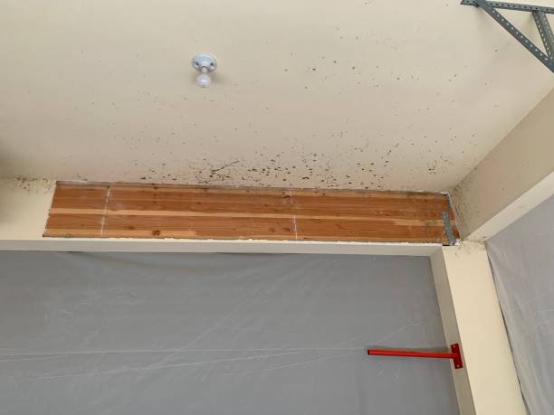 Best Forensic Mold Investigation  in Port Royal, SC