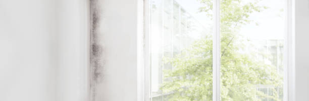Best Environmental Consulting for Mold Prevention  in Port Royal, SC